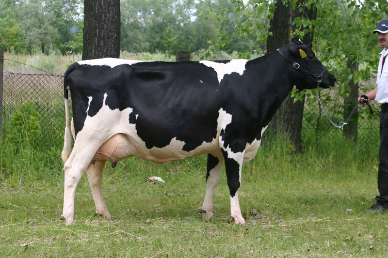 Meclovská zemědělská a.s. | Kráva